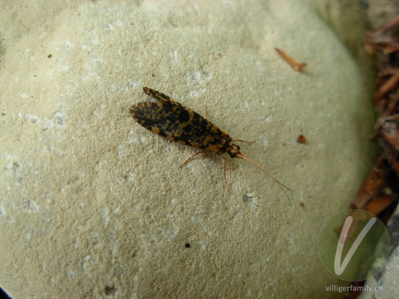 Köcherfliege (Philopotamus ludificatus): Übersicht